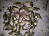 Tonights catch.jpg