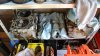 DSC_1275.JPG