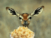34obl6u.gif