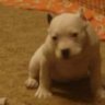 CARPET SHARK BULLIES