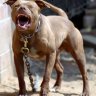 GrumpyPitbull