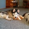 Huskyventure
