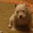 CARPET SHARK BULLIES